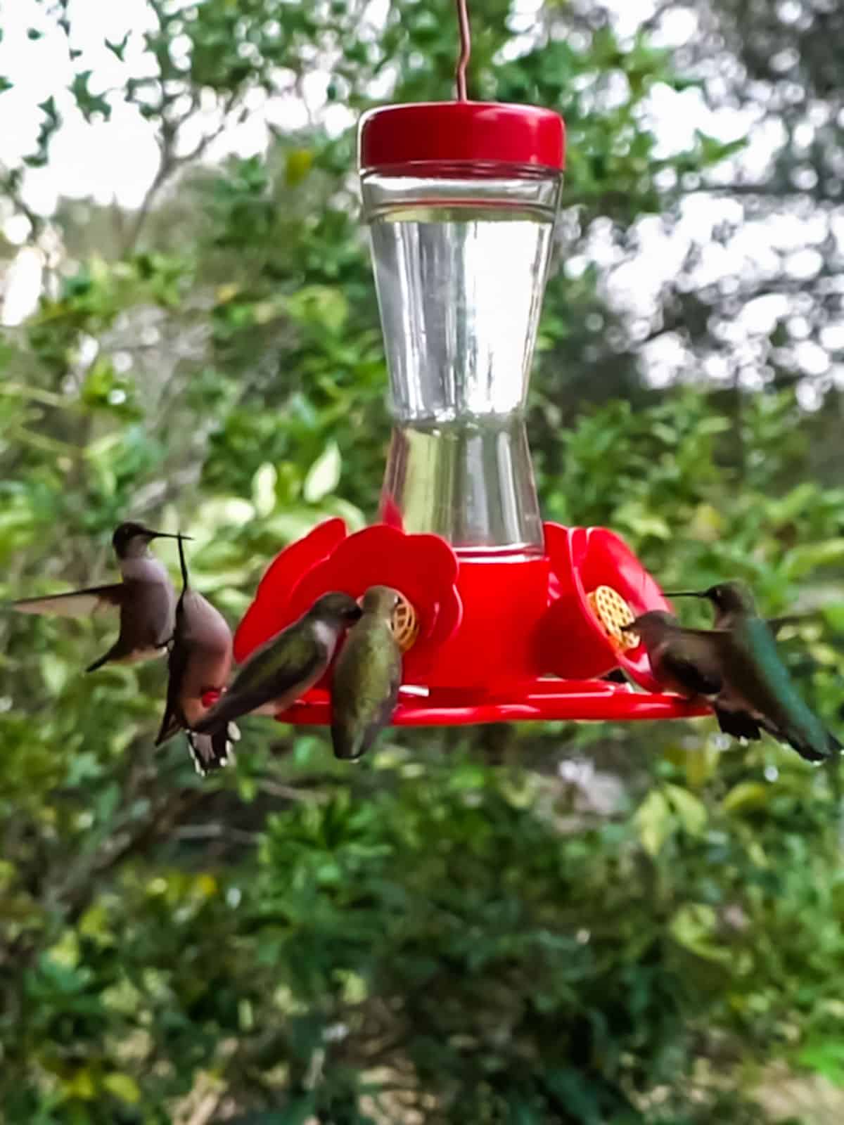 homemade hummingbird nectar powdered