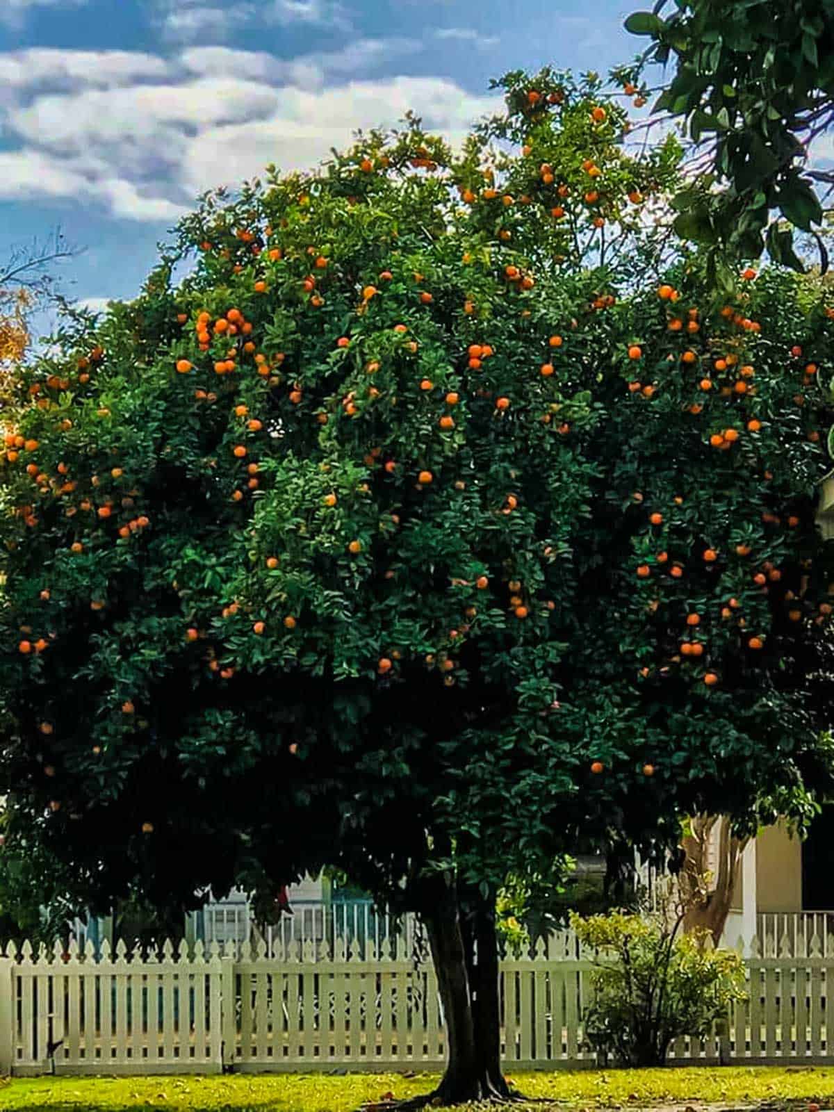 Seville orange tree in Seville square.